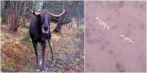 Värmekamera på drönare – så ska älgskadorna minska