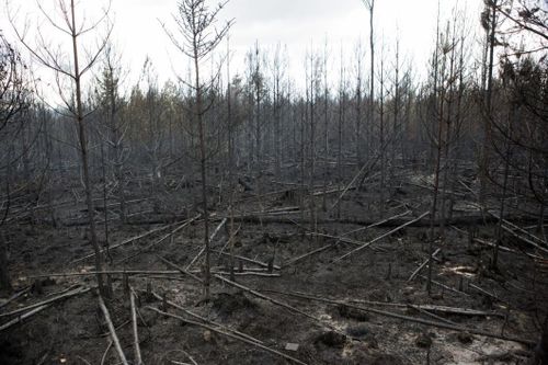 Skogsbranden öppnade fönster mot stenåldern
