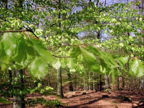 Alliansen räddade naturturismens framtid