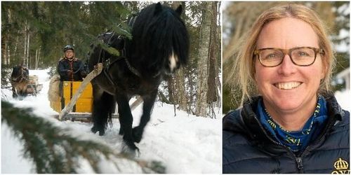 ATL TV: Brukshästarna gör comeback