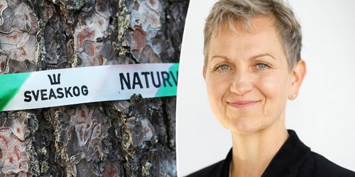 Sveaskogs vd får sparken – han tar över