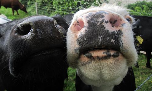 Måste betala 800 000 för sina omhändertagna kor