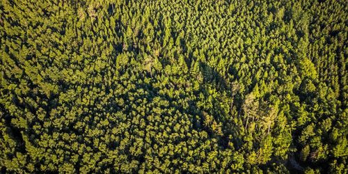 Replik: ”Låt skogsägaren avgöra vilken skog som ska skyddas”