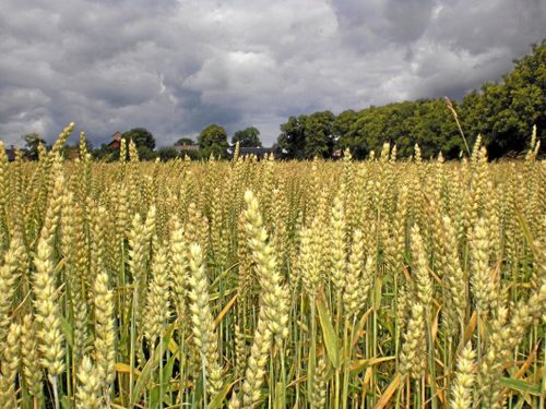 Rysk skörd hårt drabbad av torkan