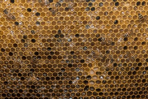 Vandaler förstörde bikupor