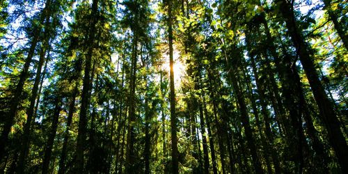 Skogsaffär i mångmiljonklassen