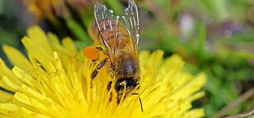 Tungt vägande besked om neonikotinoider