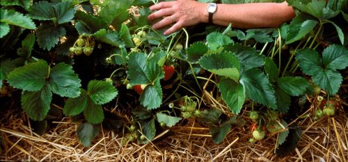 Kortare säsong för frilandsgubbe