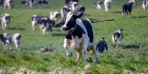”Släpp kor och bönder loss”