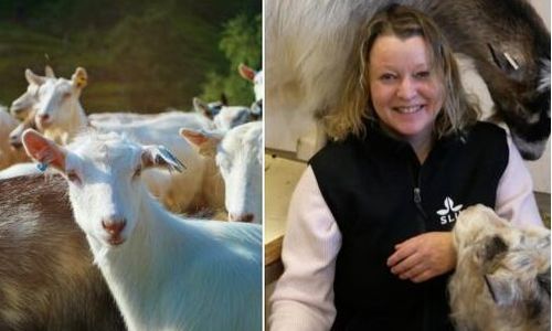 Forskare letar alternativ till öronbrickor