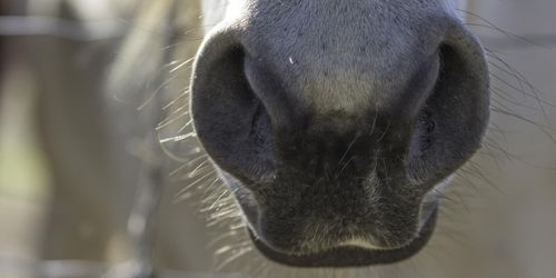 Ungdomar rövade bort sjuk häst