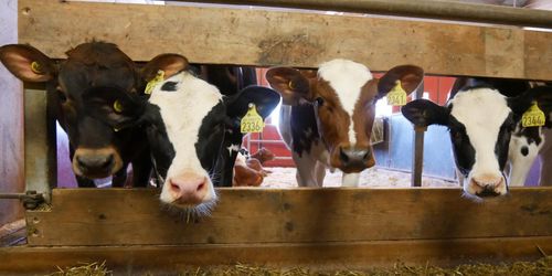 Stöd för märkning för djurvälfärd i EU