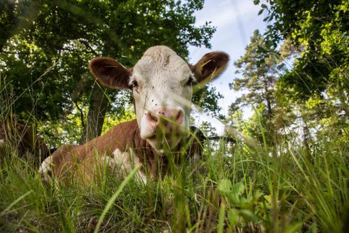 Kommun vill öka inköp av svenskt kött