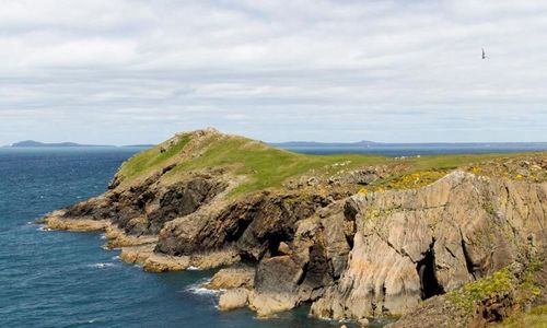 60 får jagade över klippkant