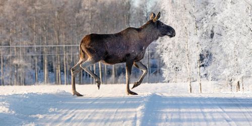Jägarna kritiska till mer statlig styrning i älgfrågan