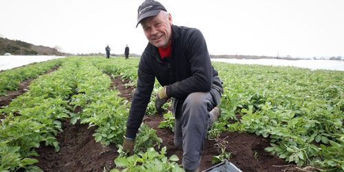 Premiär – här är årets första färskpotatis