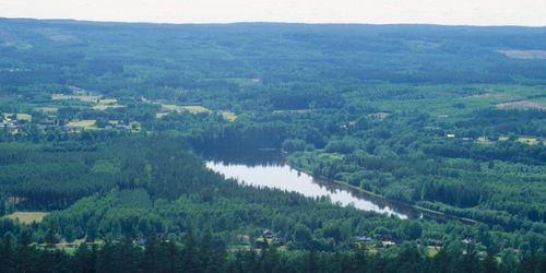 Skogsstyrelsen: Långt kvar till skogens miljömål