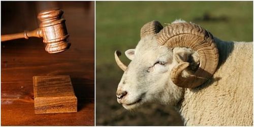 47 baggar söker nya ägare