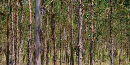 Här satsas det på plantageskog – för klimatet