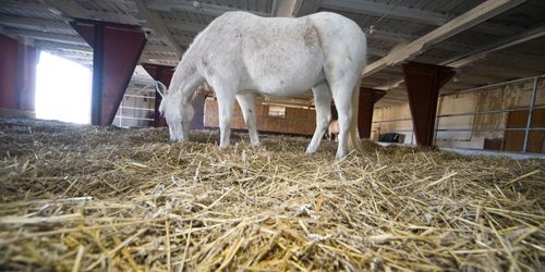 Viss ljusning på halmfronten - ”Många har kvar att sälja”