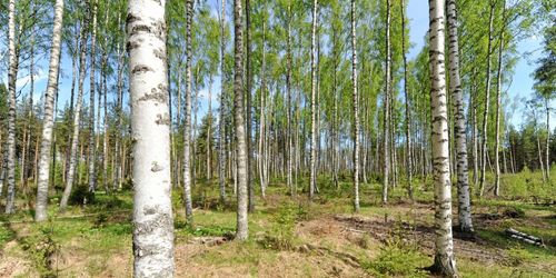 Ökat intresse för lövvirke