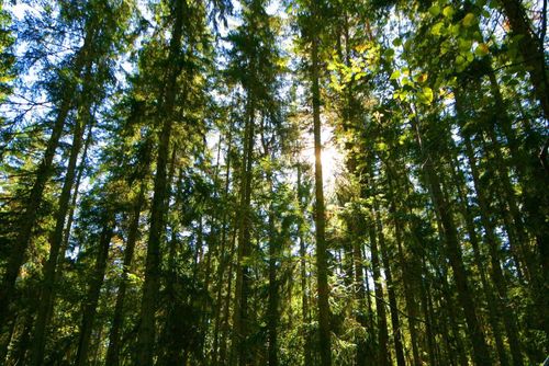 Blandade känslor när skogen bevaras