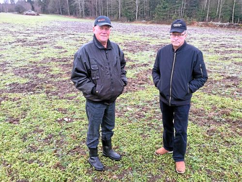 Vansinniga skador efter vildsvin