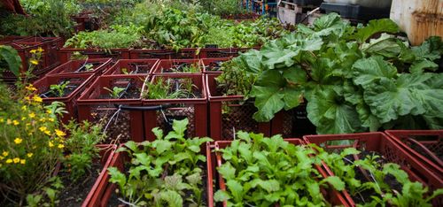 Stadsodling vinner mark