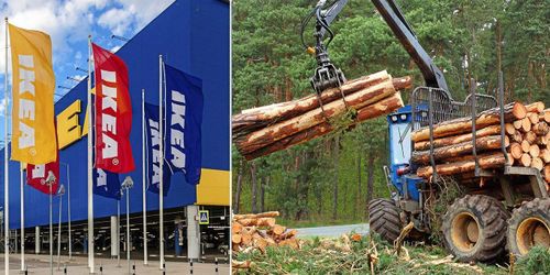 Statlig skog i Belarus blir möbler – hos Ikea