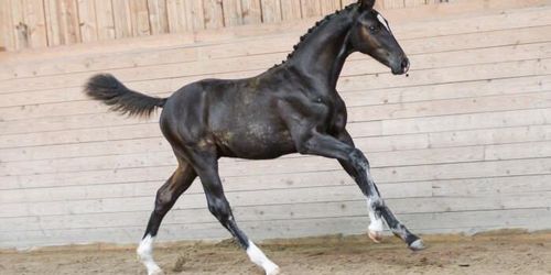 40 procent av fölen såldes på nya auktionen