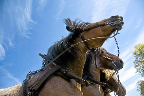 Nytt centrum underlättar för kommuner som vill upphandla hästdragna entreprenadtjänster. Arkivbild.