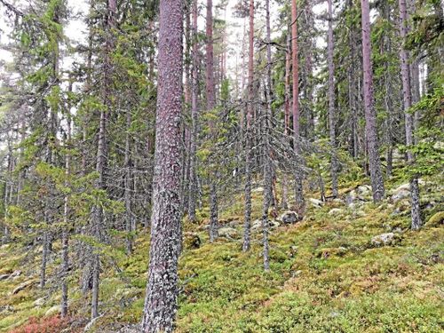 Efterlyses: Virkesköpare till nyckelbiotop