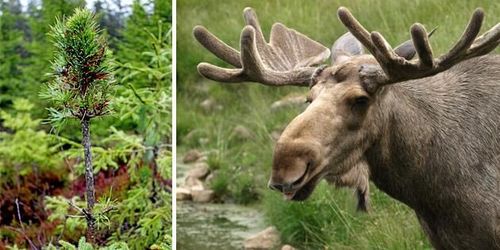 ”Jägare och skogsägare vet hur älgproblemet kan lösas”