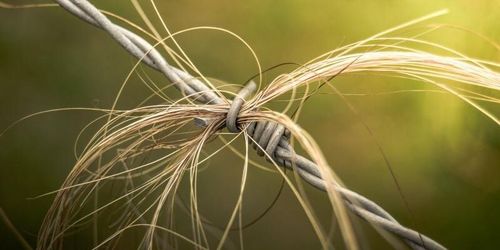 Hästägare slipper betala vite för taggtråd