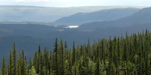 Domar om fjällnära skog överklagas