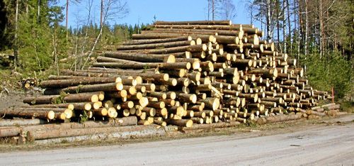 Många skogsägare beslutar om avverkning