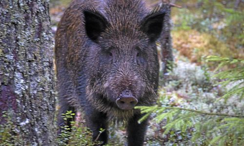 EU-kommissionär: Fler vildsvin måste skjutas