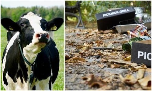 Djuren blir lidande när skräp slängs i skog och mark