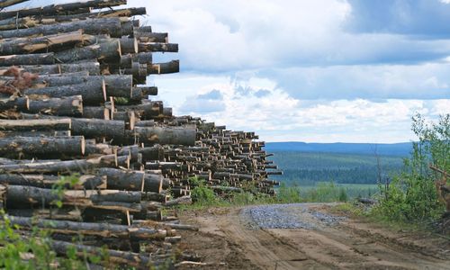 Referensnivån för avverkning snart fastslagen
