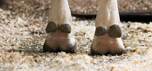 Så skyddar du klövarna