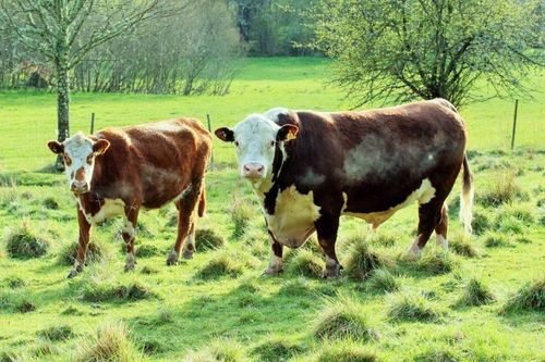 I Västra Götaland säger sig två tredjedelar av konsumenterna att de kan betala mer för kött från djur som gått på naturbete.