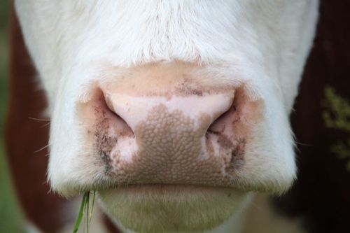 Danmark fortsätter slakta mjölkkor