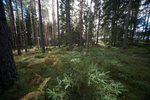 Naturbruksskola säljer fastigheter