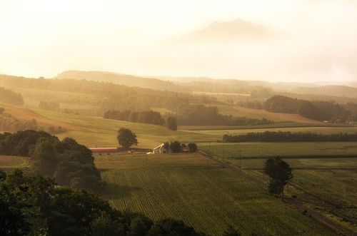 Tyfoner förstörde en stor del av potatisodlingarna på den japanska ön Hokkaido.