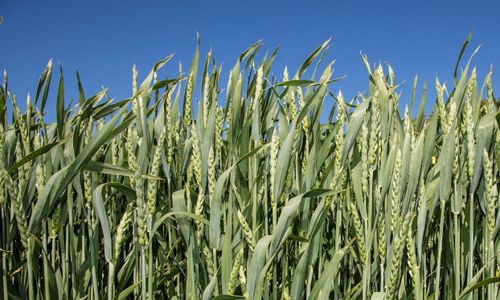 Ny rekordnivå för världens vetelager