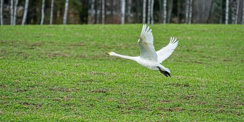 Omfattande skyddsjakt på fågel i Värmland