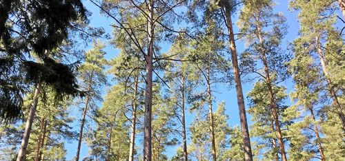 Älgen hotar klimatskog