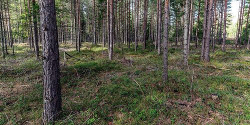 C: ”Vi är missnöjda med skogsutredningen”