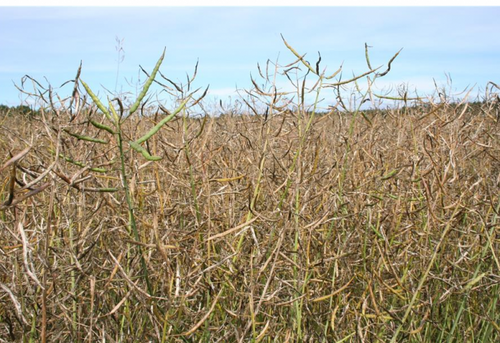 Så här kan det se ut i rapsfält med omfattande skador.