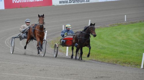 Precis som dessa två ston är en stor andel av de svenska travhästarna bruna med svart man och svans även om vita tecken i huvudet eller på benen naturligtvis förekommer. Arkivbild.